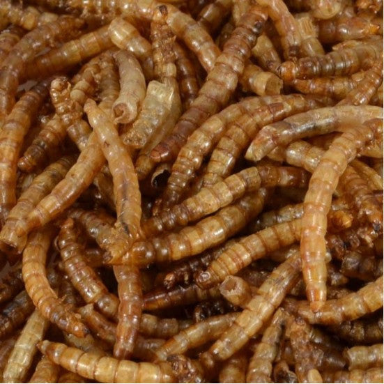 Dry Blasting Mealworms